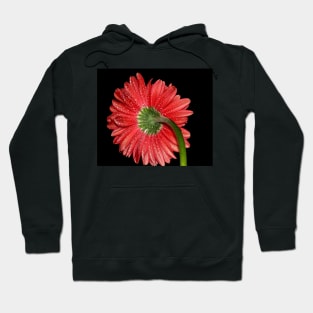 Red Gerbera Daisy Hoodie